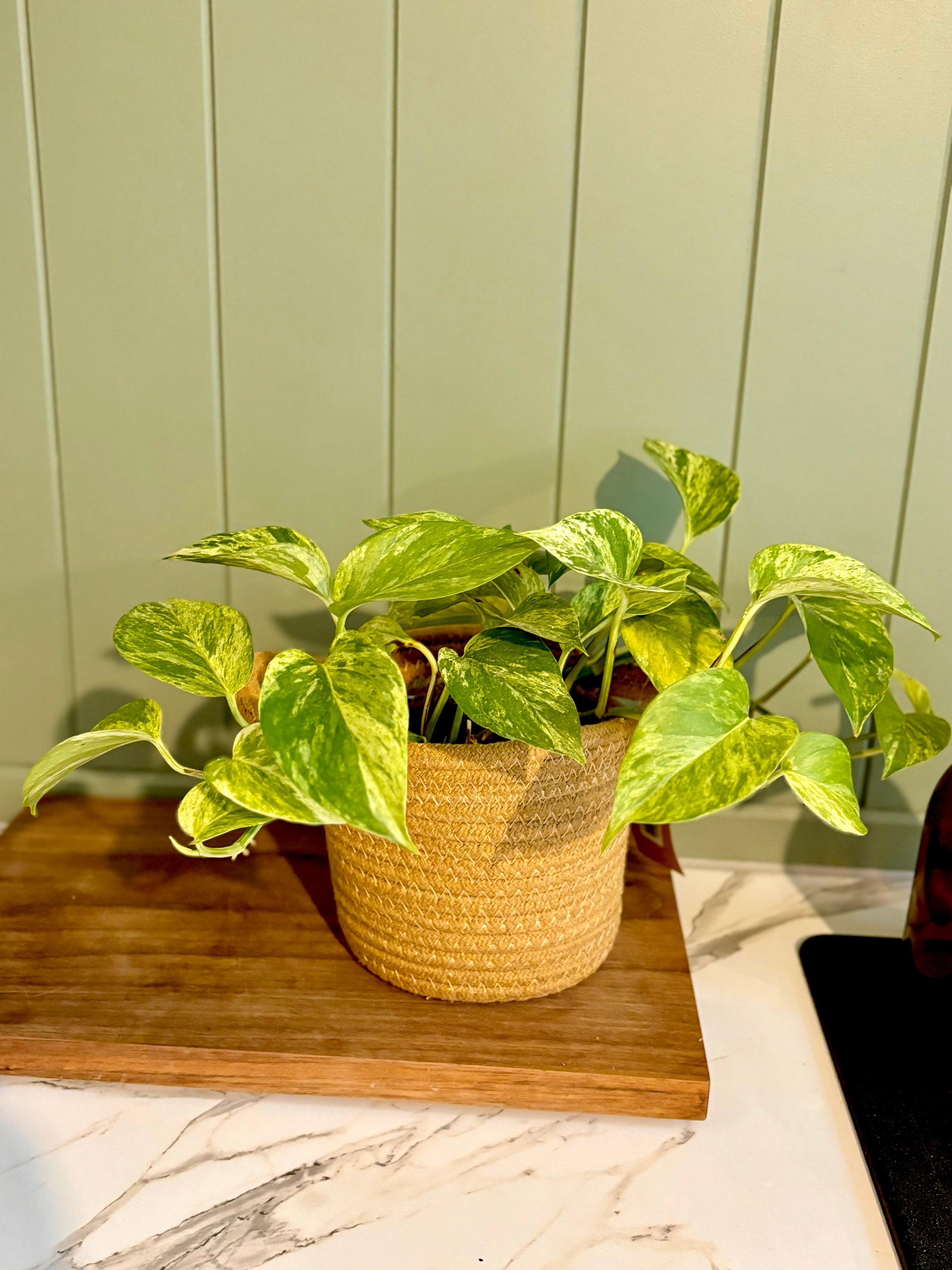 Woven Eared Baskets with Liner